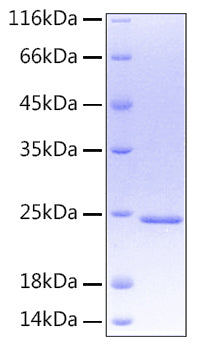 Recombinant Human Oncostatin-M/OSM Protein