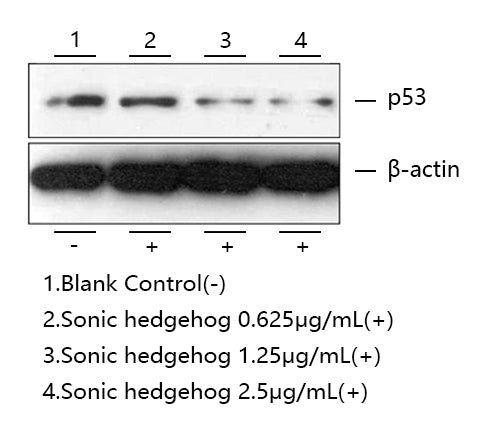 Recombinant Human Sonic hedgehog protein N-product/SHH(C24IVI) Protein