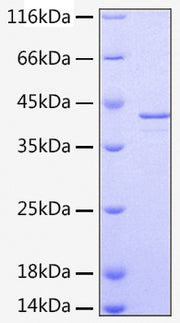 Recombinant Human Alpha-2-MRAP/LRPAP1 Protein