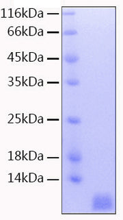 Recombinant Human Neddylin/NEDD8 Protein