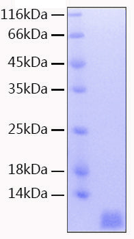 Recombinant Human Neddylin/NEDD8 Protein