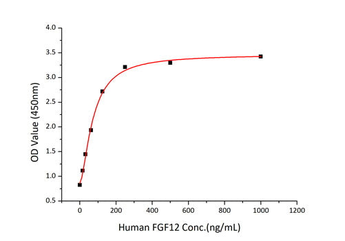 Recombinant Human FGF-12 Protein