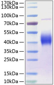 Recombinant Human B7-1/CD80 Protein