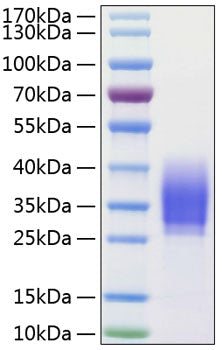 Recombinant Human PD-1/PDCD1/CD279 Protein