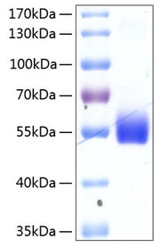 Recombinant Human TNFRSF14/HVEM/CD270 Protein