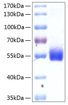 Recombinant Human TNFRSF14/HVEM/CD270 Protein