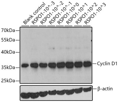 Recombinant Human R-spondin-1/RSPO1 Protein