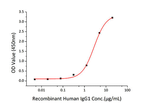 Recombinant Human Fc gamma RIIB/FCGR2B/CD32b Protein