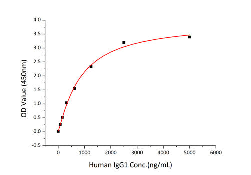 Recombinant Human Fc gamma RIIA/FCGR2A/CD32a (H167R) Protein