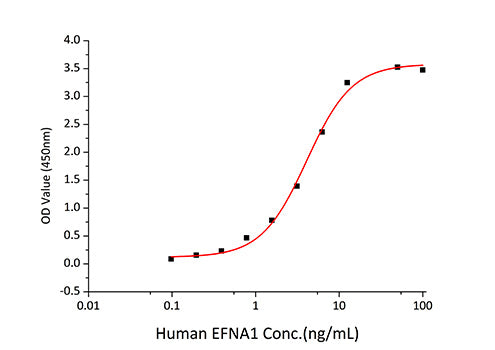 Recombinant Human EphA2/ECK Protein
