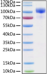 Recombinant Human ErbB-3/HER3 Protein