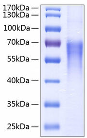 Recombinant Human B7-2/CD86 Protein