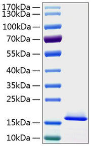 Recombinant Human Cystatin-C/CST3 Protein