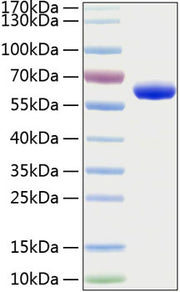 Recombinant Human Erythropoietin R/EPO-R Protein
