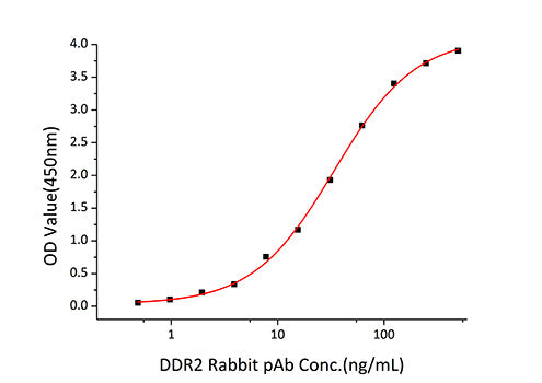 Recombinant Human DDR2/CD167b Protein