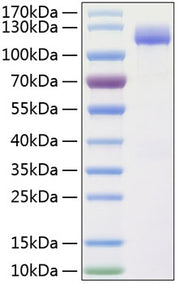 Recombinant Human ALCAM/CD166 Protein