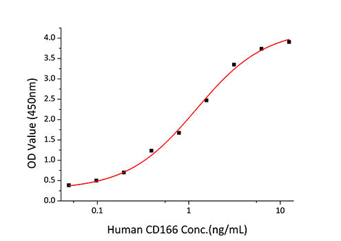 Recombinant Human ALCAM/CD166 Protein