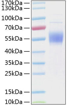 Recombinant Human IL-3RA/CD123 Protein