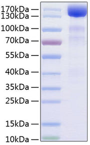 Recombinant Human VEGFR-3/FLT-4 Protein