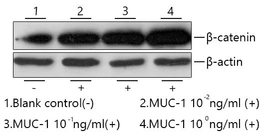 Recombinant Human MUC-1/CD227 Protein