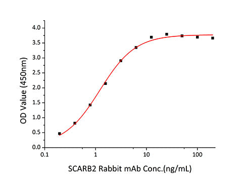 Recombinant Human LIMP II/SCARB2/CD36L2 Protein