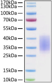 Recombinant Human/Cynomolgus/Rhesus macaque CD28 Protein