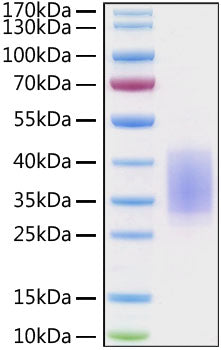 Recombinant Human/Cynomolgus/Rhesus macaque CD28 Protein