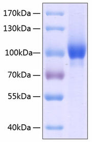 Recombinant Human Neuropilin-1/NRP1/VEGF165R/CD304 Protein
