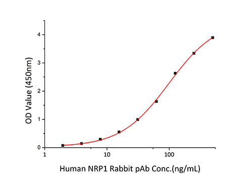 Recombinant Human Neuropilin-1/NRP1/VEGF165R/CD304 Protein