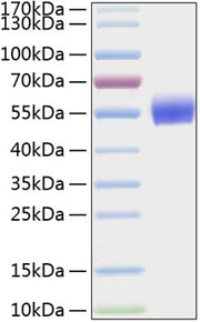 Recombinant Human BMPR-1A/ALK-3/CD292 Protein