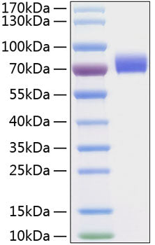 Recombinant Human Siglec-3/CD33 Protein