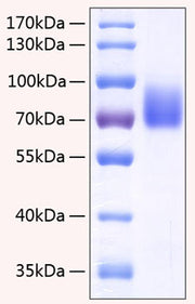Recombinant Human SLAMF4/2B4/CD244 Protein