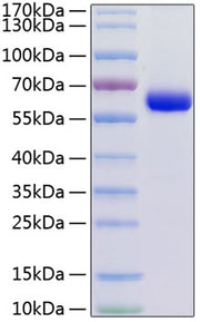 Recombinant Human Junctional adhesion molecule C/JAM-3 (A149P) Protein