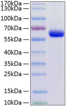 Recombinant Human Junctional adhesion molecule C/JAM-3 (A149P) Protein