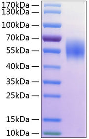 Recombinant Human MHC class I polypeptide-related sequence A/MIC-A Protein