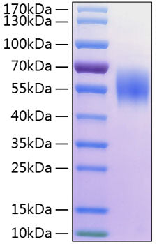 Recombinant Human MHC class I polypeptide-related sequence A/MIC-A Protein