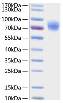 Recombinant Human Thrombopoietin/THPO Protein