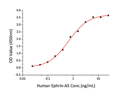 Recombinant Human Ephrin-A5/EFNA5 Protein