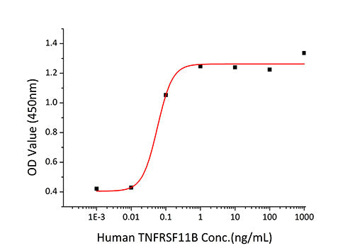 Recombinant Human TNFRSF11B/Osteoprotegerin Protein