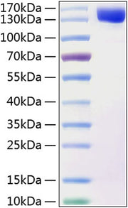 Recombinant Human Contactin 2/CNTN2 Protein
