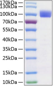 Recombinant Human TYRO3 Protein