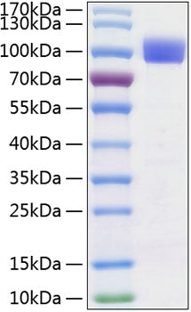 Recombinant Human TYRO3 Protein