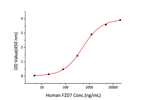 Recombinant Human Frizzled-7/FZD7 Protein