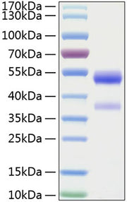 Recombinant Human Angiopoietin-like 7/ANGPTL7(27-346) Protein