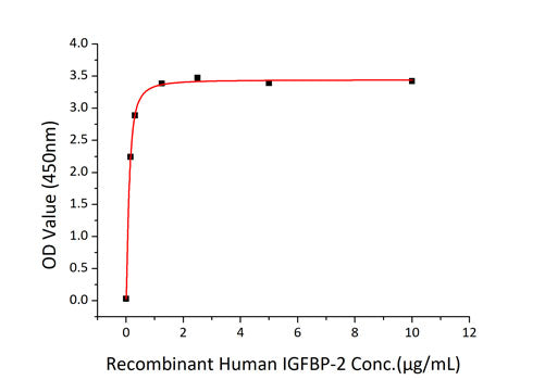 Recombinant Human IGFBP-2 Protein