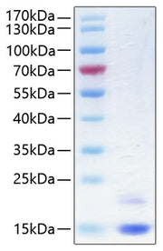 Recombinant Human Cystatin-M/CST6 Protein