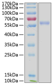 Recombinant Human NKG2D ligand 3/ULBP3 Protein