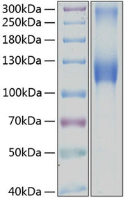 Recombinant Human Osteoactivin/GPNMB Protein