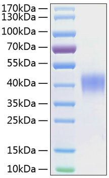 Recombinant Human SLAMF2/CD48 Protein