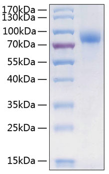Recombinant Human CSF1R/M-CSF R/CD115 Protein